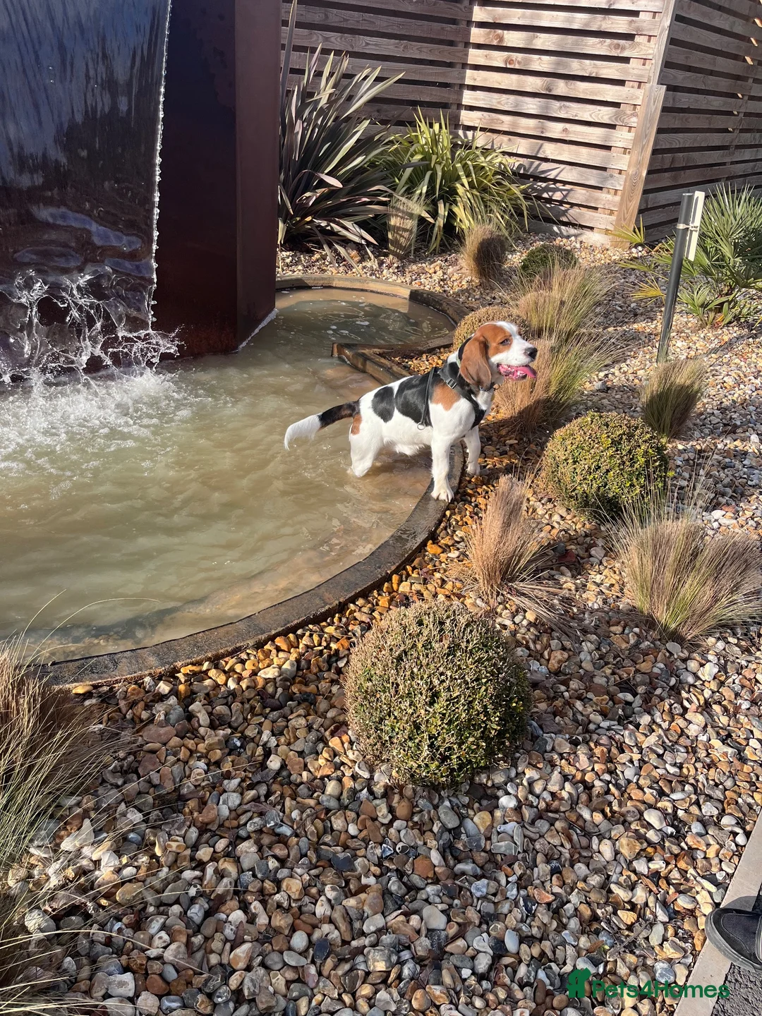 Bocker dogs for sale: Loving dog needing a new home❤️ - Advert 2