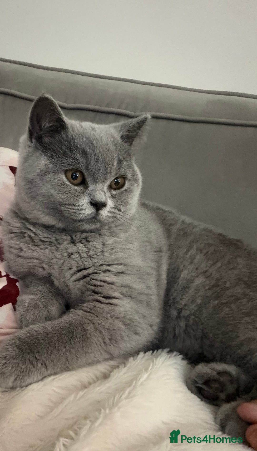 British Shorthair cats for sale: Gorgeous British Shorthair Female Kitten - Advert 4