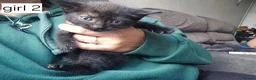 Mixed Breed cats for sale: Mixed breed kittens  in Swadlincote - Advert 4