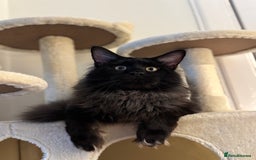Maine Coon cats for stud: GCCF/TICA KING-SIZE STUD  in Dunfermline - Image 5