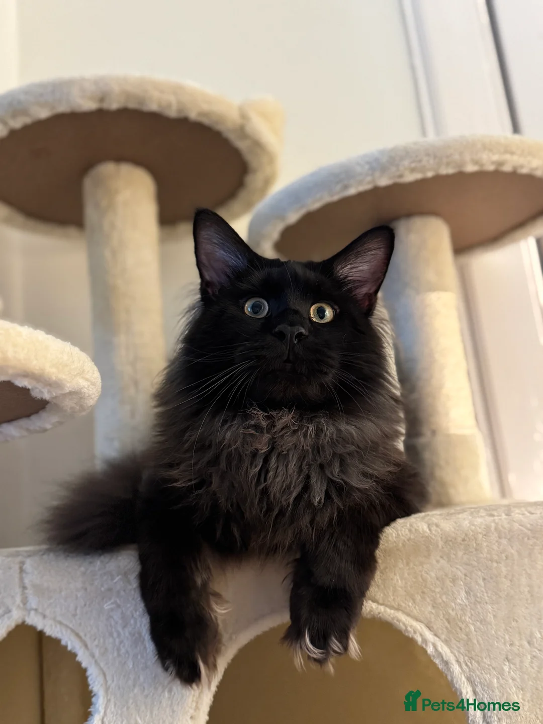 Maine Coon cats for stud: GCCF/TICA KING-SIZE STUD  in Dunfermline - Advert 10