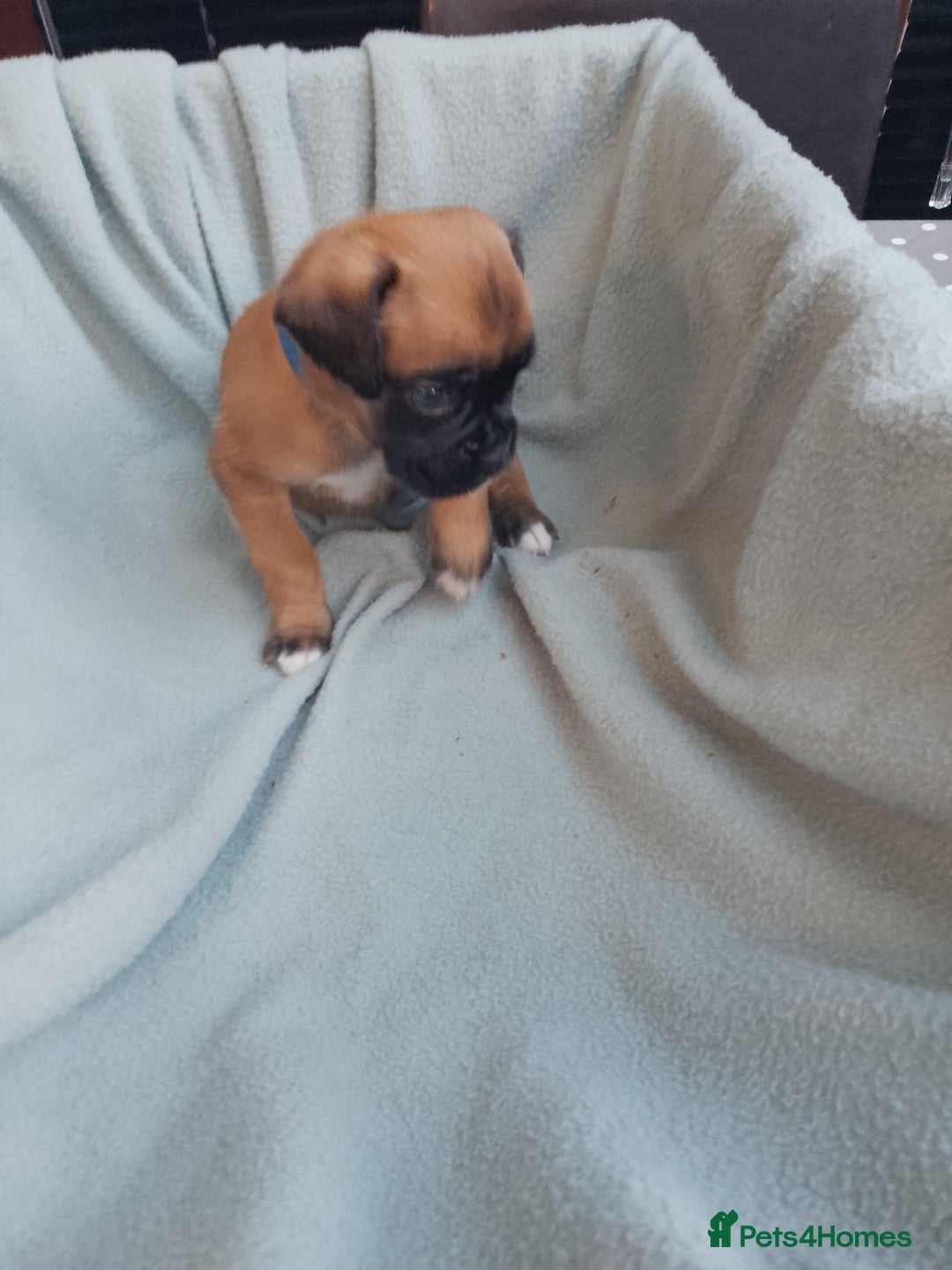 Boxer dogs for sale: Boxer Puppies  - Advert 9