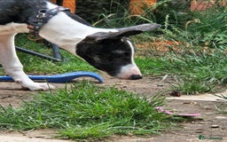 Mixed Breed dogs for sale: Loving Young Mixed-Breed Dog. - Image 3