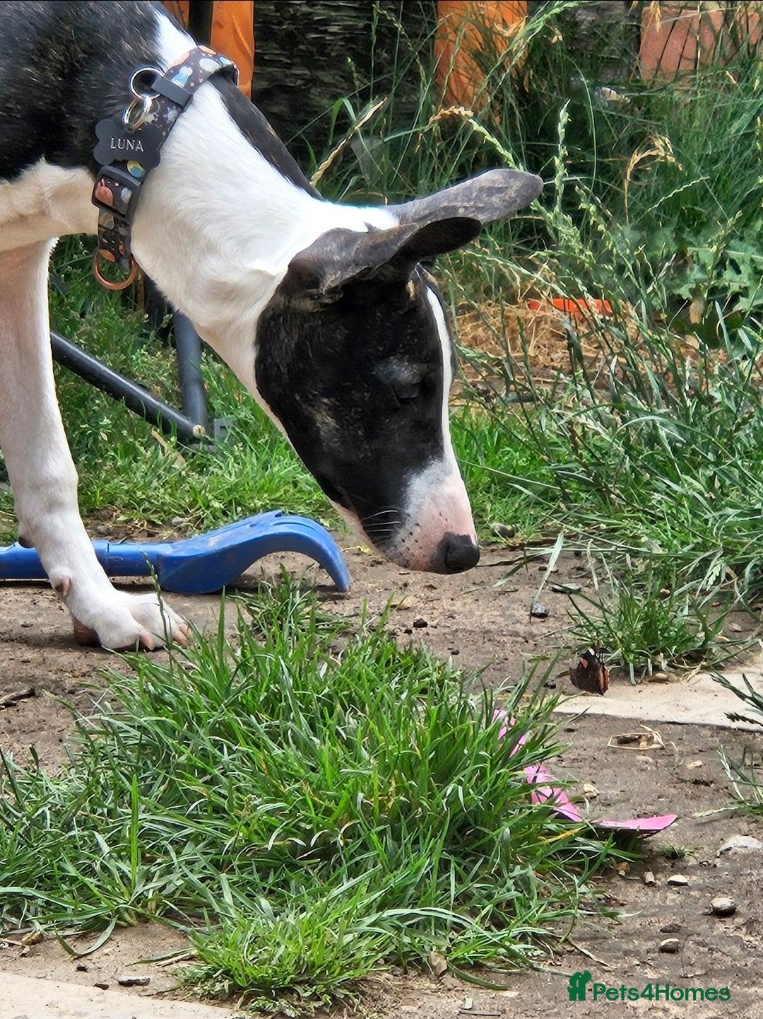 Mixed Breed dogs for sale: Loving Young Mixed-Breed Dog. - Image 3