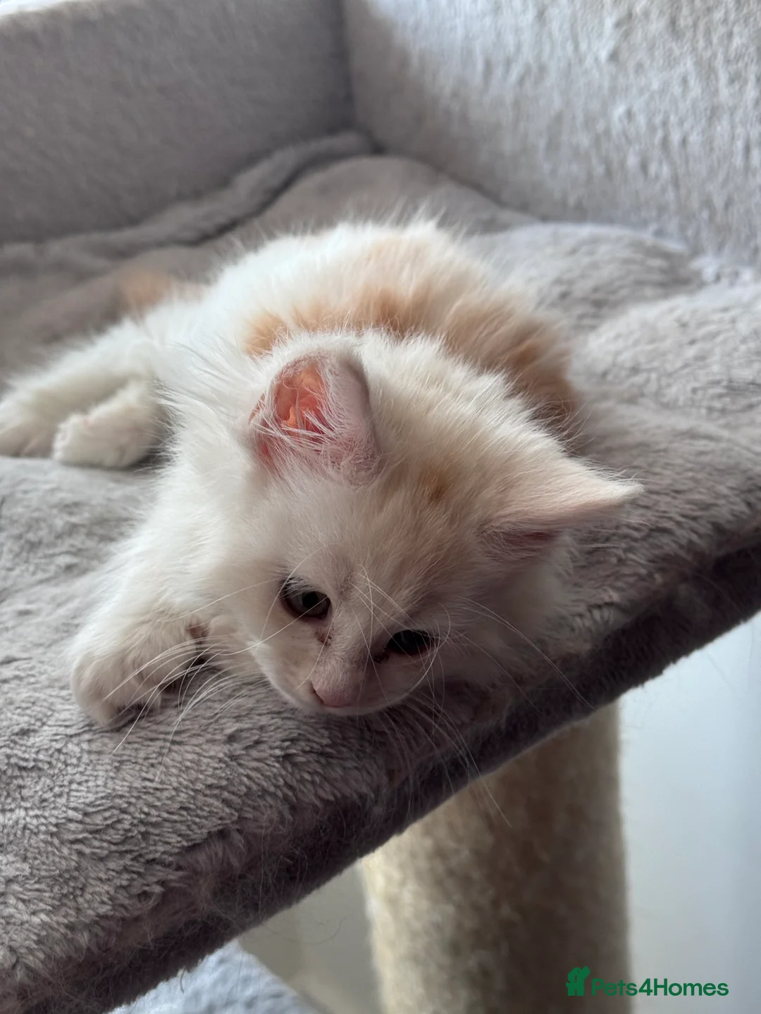 Maine Coon cats for sale: Maine Coon Kittens From the Grand Champion Line - Advert 6