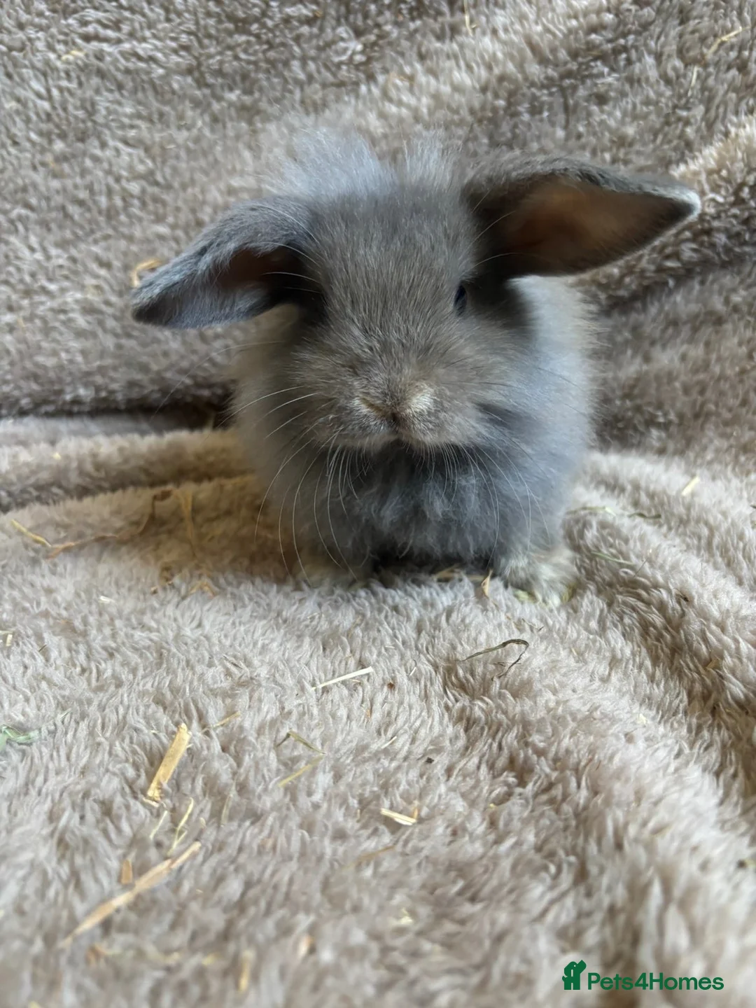 Mini Lop rabbits for sale: Pure breed mini lops  in Bangor - Advert 2