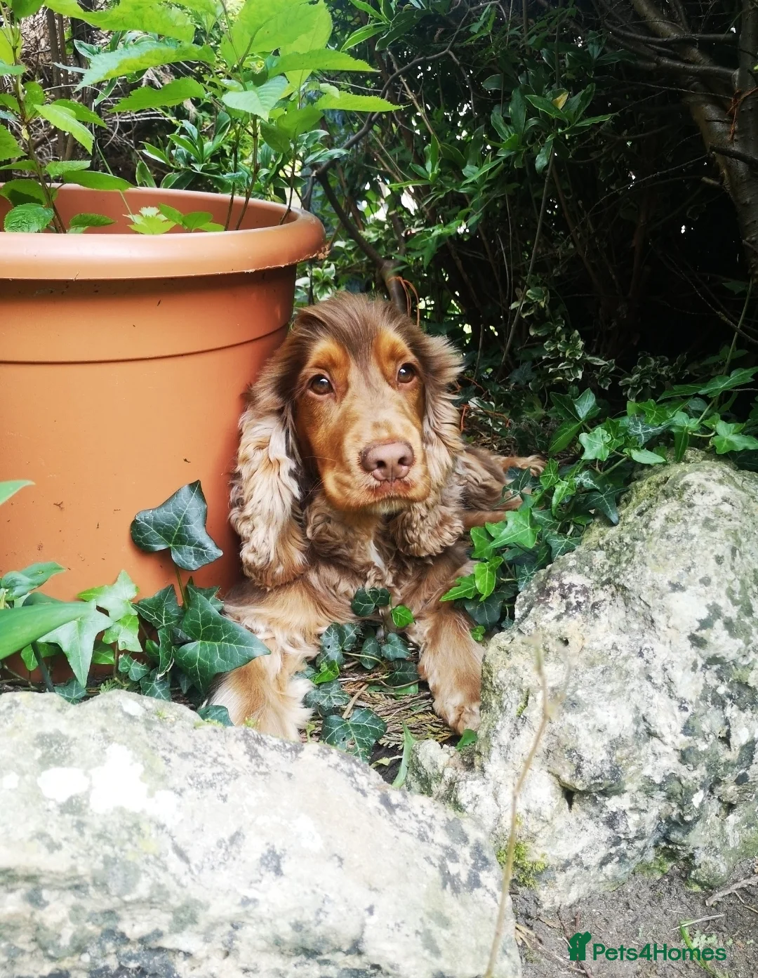 Cocker Spaniel dogs for stud: KC Choc Sable Cocker Spaniel  in Buckingham - Advert 7