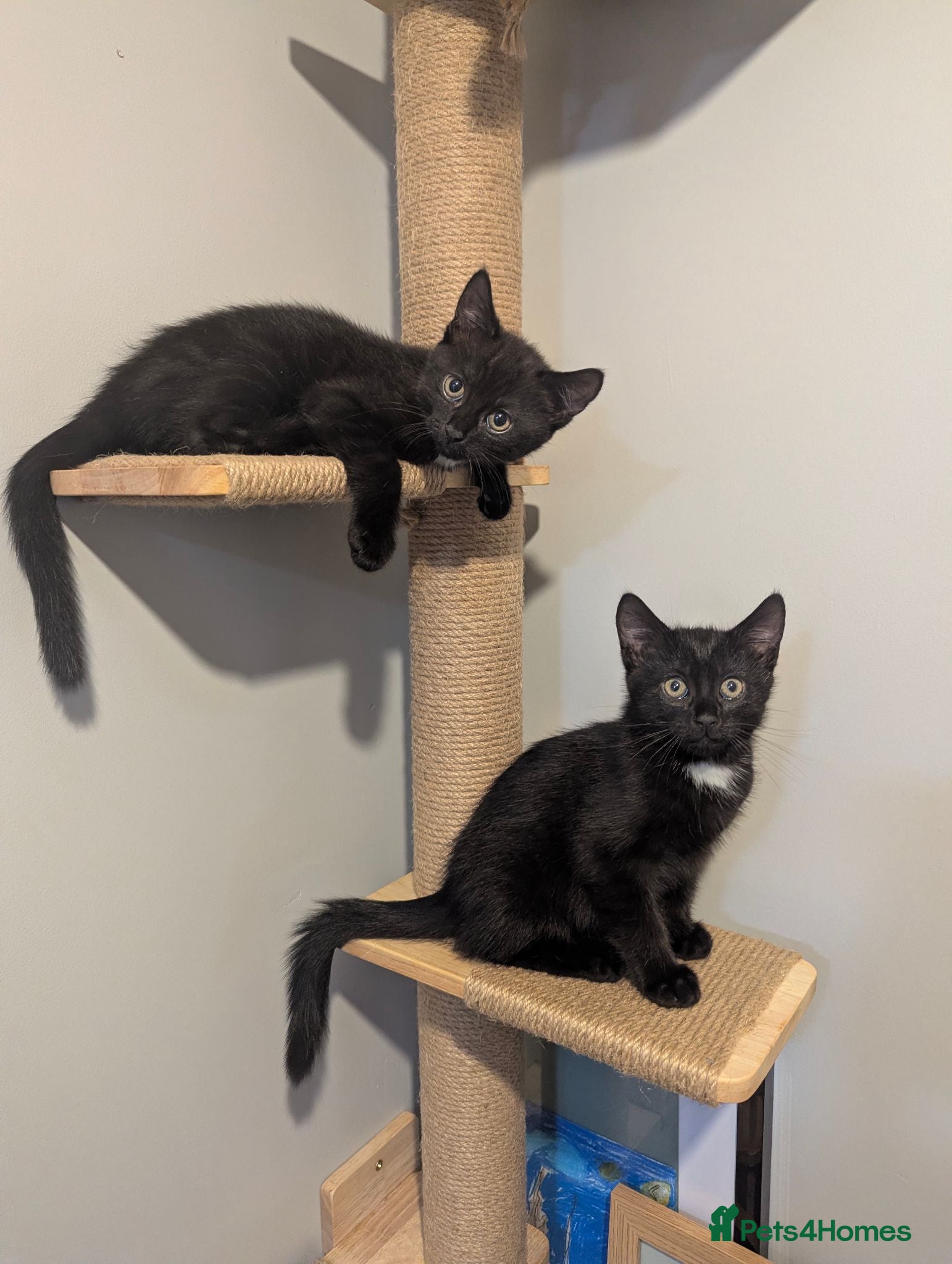 Mixed Breed cats 2 male kittens - Advert 4
