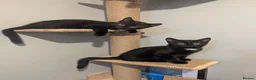 Mixed Breed cats for sale: 2 male kittens in Holywell - Advert 1