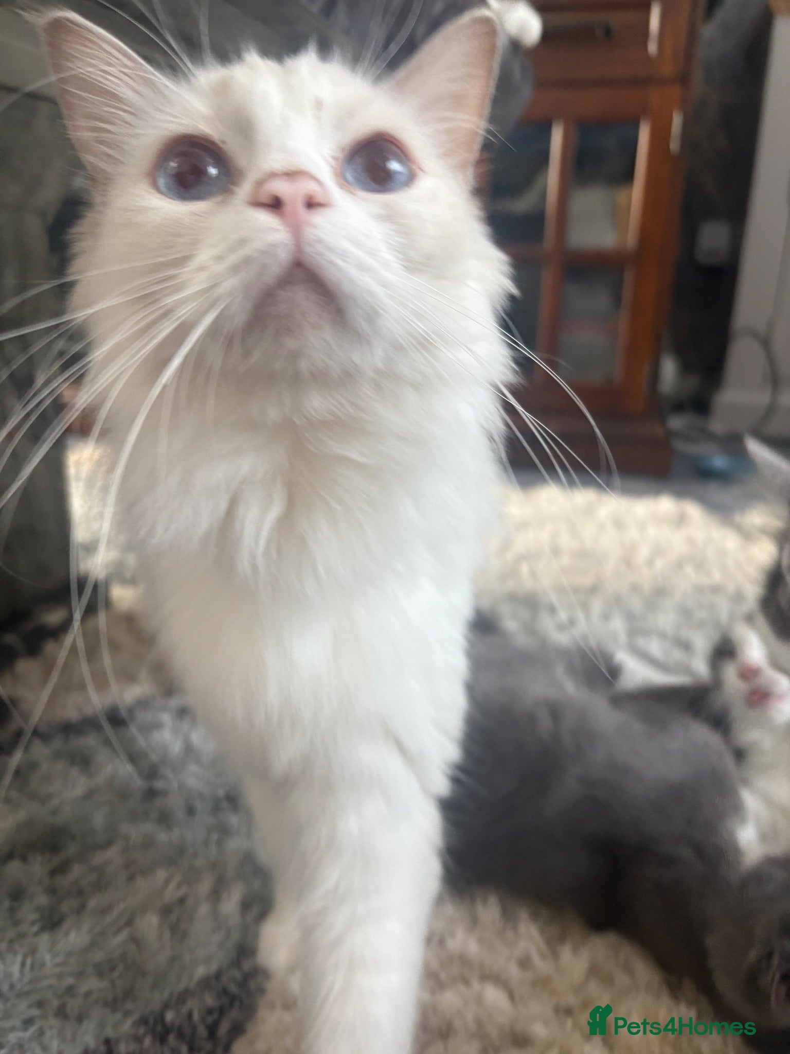 Ragdoll cats Six beautiful ragdoll and snowshoe kittens - Advert 2