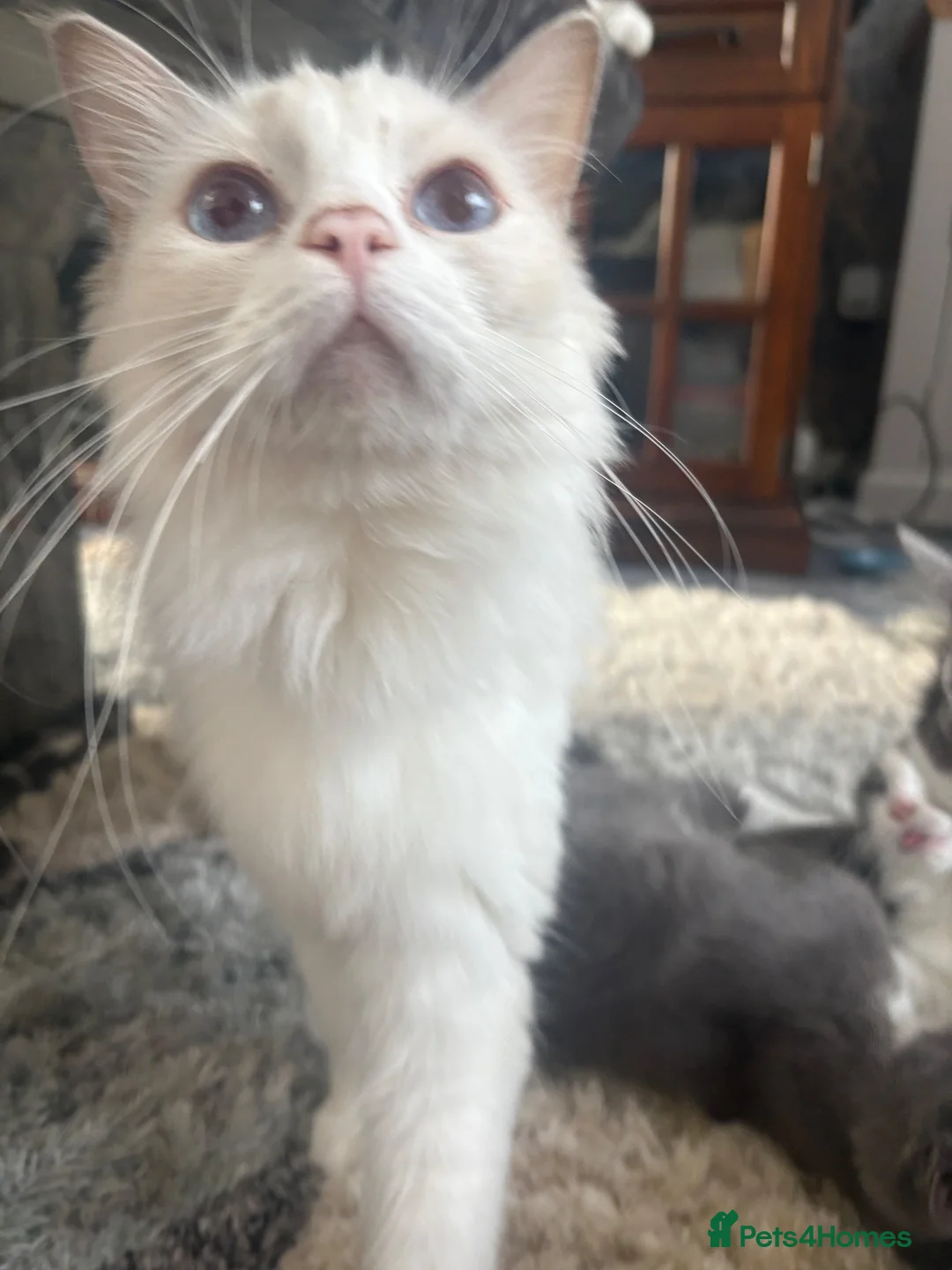Ragdoll cats for sale: Six beautiful ragdoll and snowshoe kittens - Advert 1