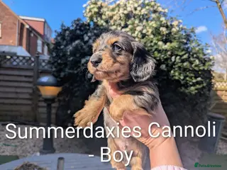 Miniature Dachshund dogs 🏅 KC Long Haired Black/Cream dapples - Advert 14