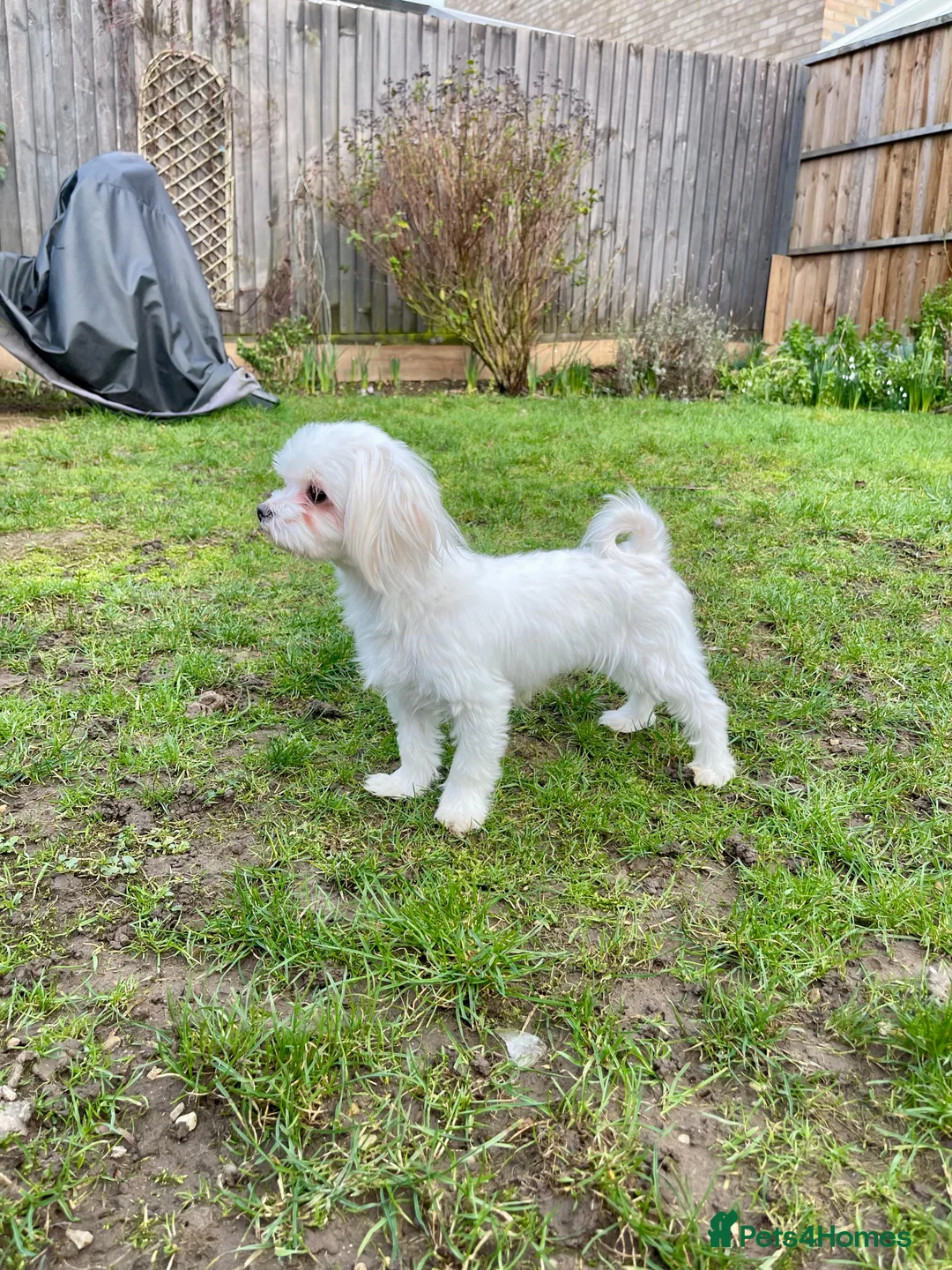 Maltese dogs for sale: Loving Home Wanted for Sweet Maltese Girl - Advert 9