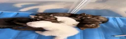 Turkish Angora cats for sale: 6 gorgeous kittens  in Buckingham - Advert 14