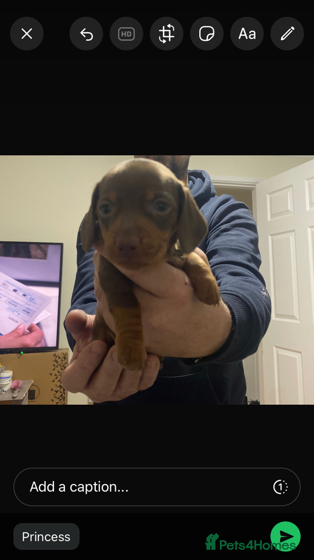 Miniature Dachshund dogs for sale: Miniature Daschund  - Advert 5