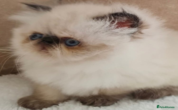 Persian cats - Advert 1