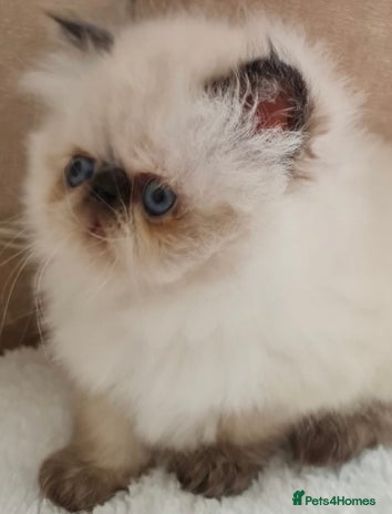 Persian cats - Advert 1