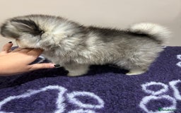 Pomsky dogs for sale: *WAITLIST OPEN* Pomsky puppy *FOUND HOMES* - Image 8