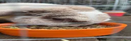 Mini Lop rabbits for sale: mini lop  in Crewe - Advert 1