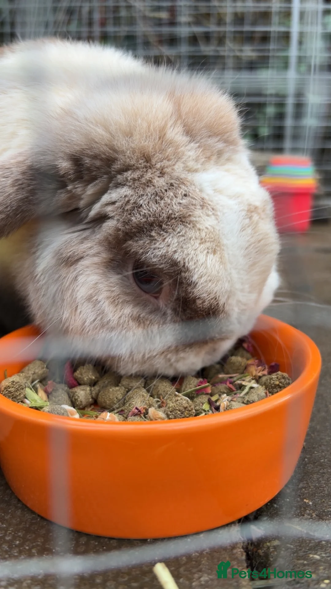 Mini Lop rabbits for sale: mini lop  in Crewe - Advert 1