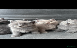 British Shorthair cats for sale: PURE PEDIGREE BSH KITTENS - Image 21