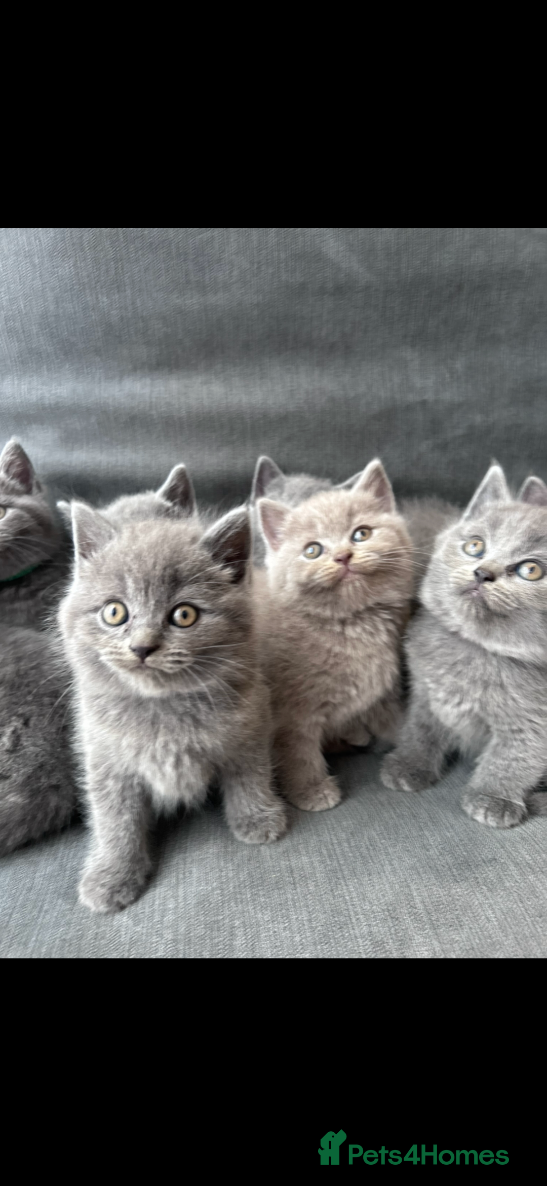 British Shorthair cats for sale: PURE PEDIGREE BSH KITTENS - Image 21