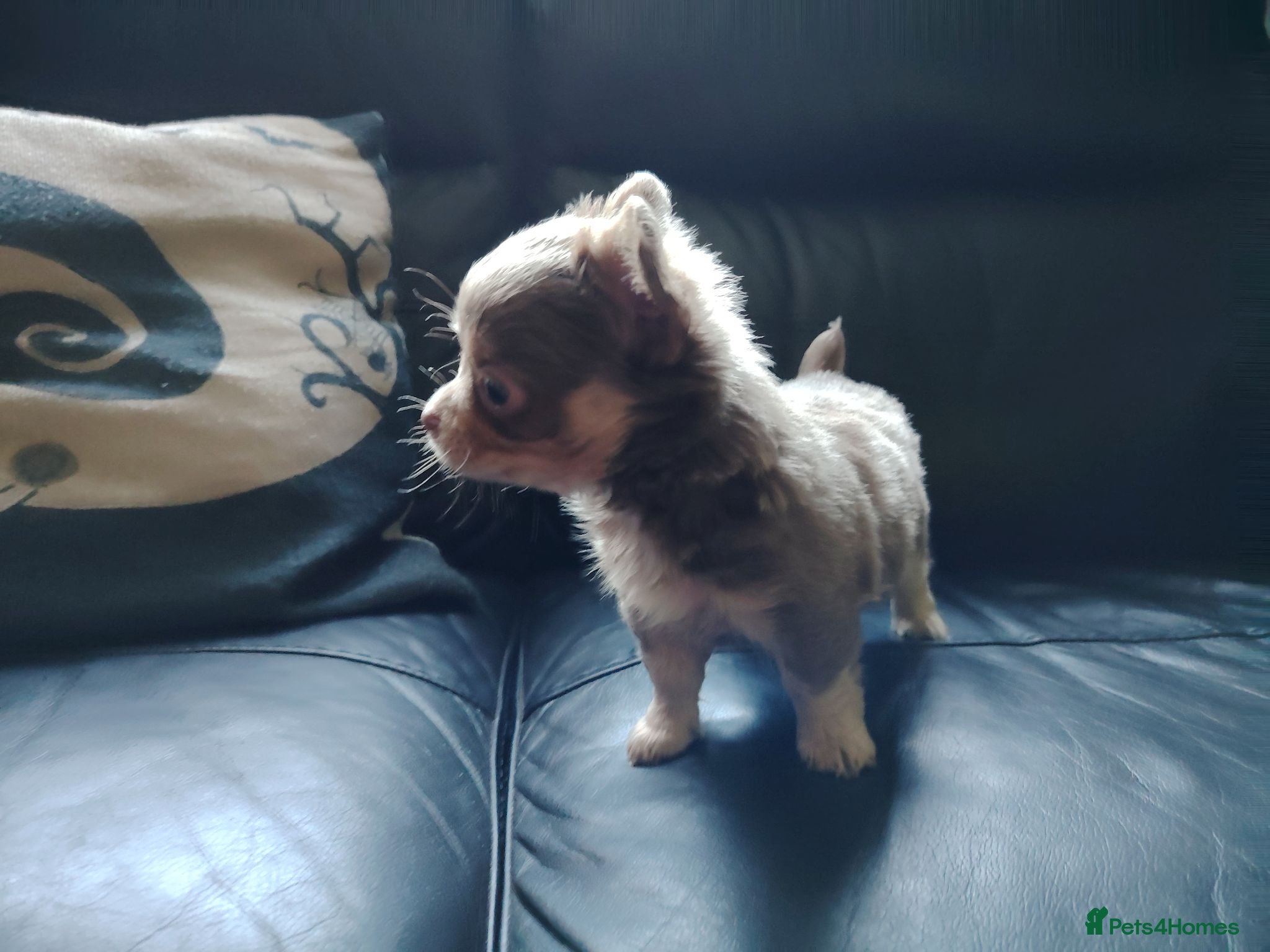 Chihuahua dogs 2 long coat chihuahua puppies  - Advert 6