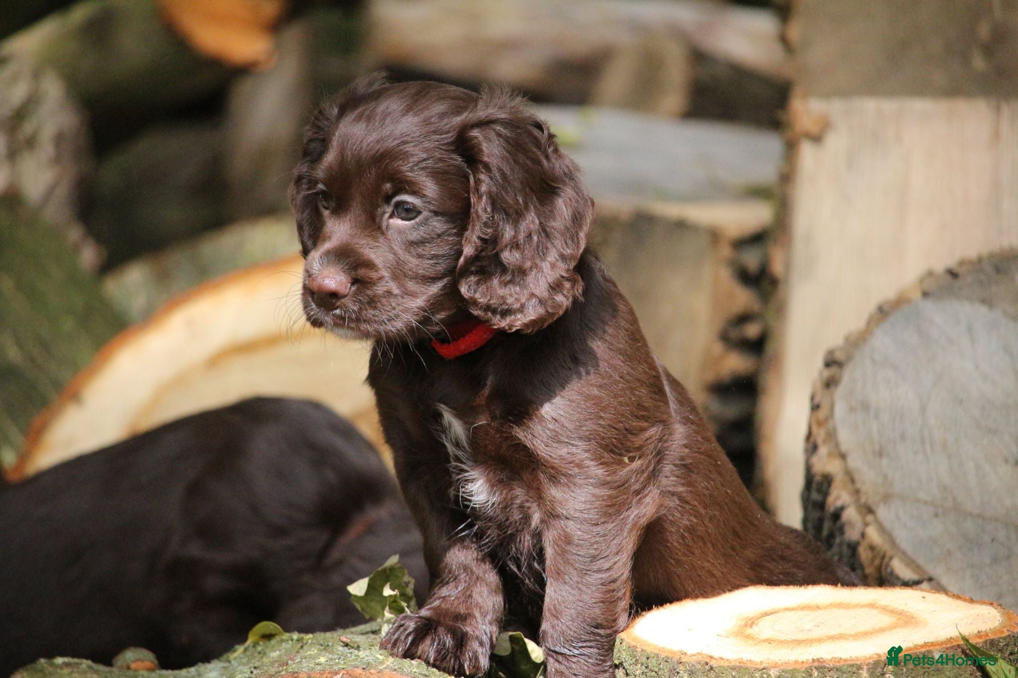 Cocker Spaniel dogs KC Reg Working Cocker Spaniels  - Advert 15