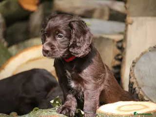 Cocker Spaniel dogs KC Reg Working Cocker Spaniels - Advert 8