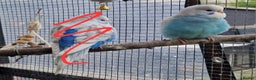 Budgerigars birds for sale: 3 baby budgies avaliable for reserve ready mid jan - Advert 9