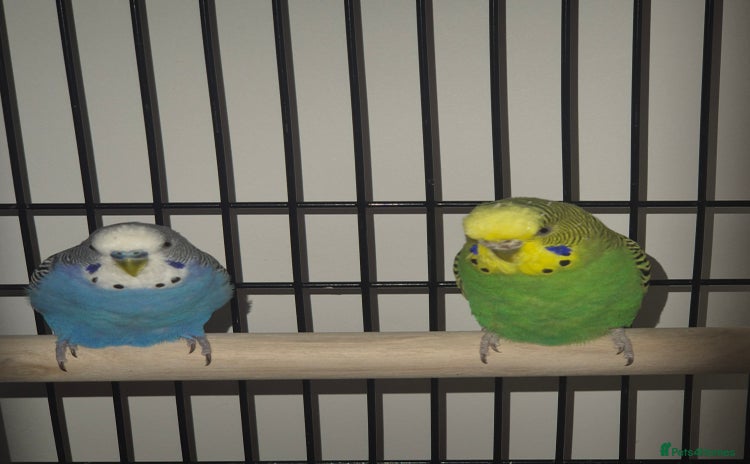 Budgerigars birds - Advert 6