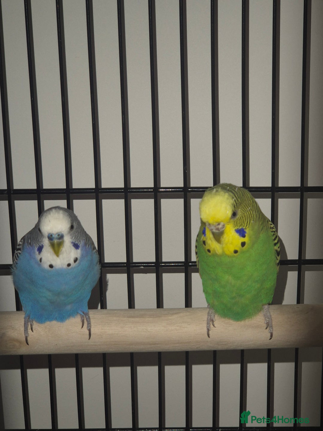Budgerigars birds for sale: Budgies  - Image 1
