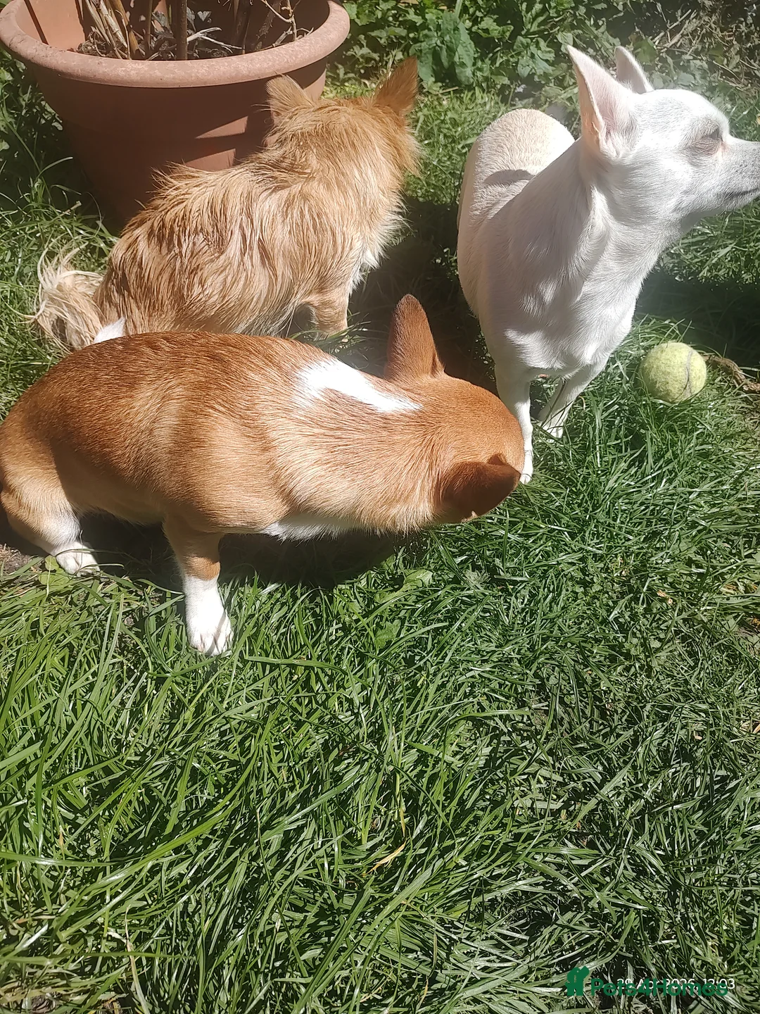 Chihuahua dogs for sale: Peanut and Lil Bear  - Advert 1