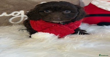 Cockapoo dogs F1 Cockapoo’s  - Advert 3