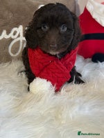 Cockapoo dogs F1 Cockapoo’s - Advert 8