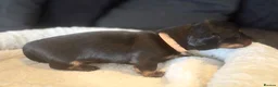 Miniature Dachshund dogs for sale: KC Registered Miniature Dachshund Puppies - Advert 11