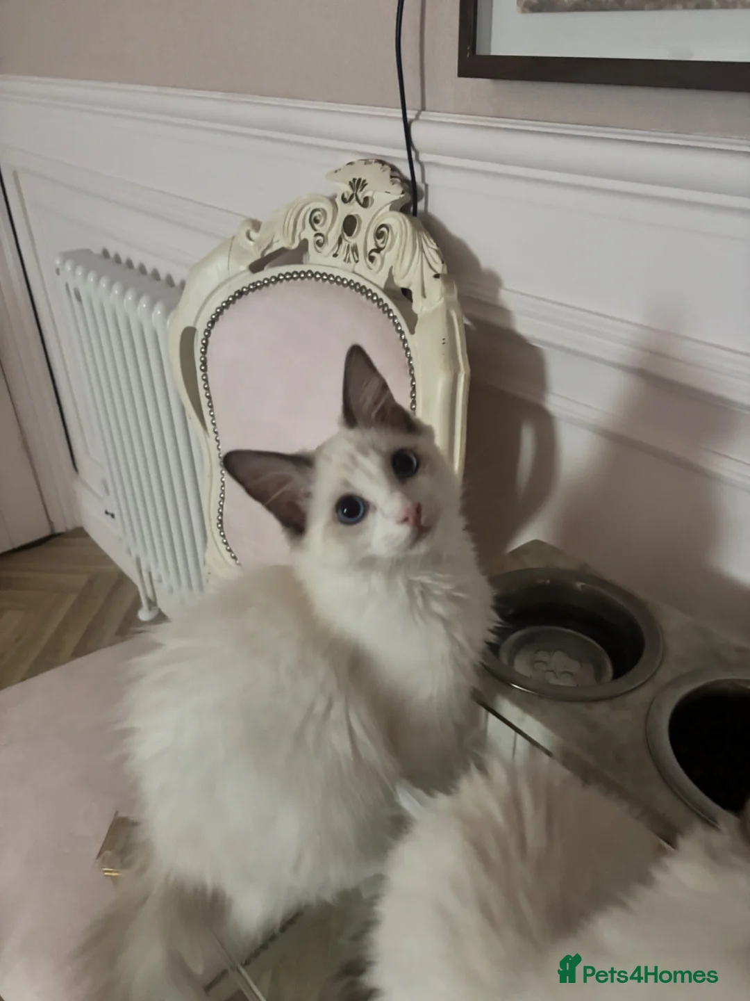 Ragdoll cats for sale: Fluffy, Cute Ragdolls for sale. Indoor Only 🧸 - Advert 2