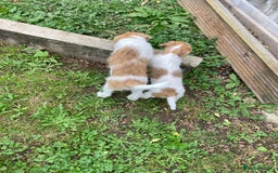 Jackapoo dogs for sale: @@GORGEOUS JACKAPOO PUPPIES@@ - Advert 14