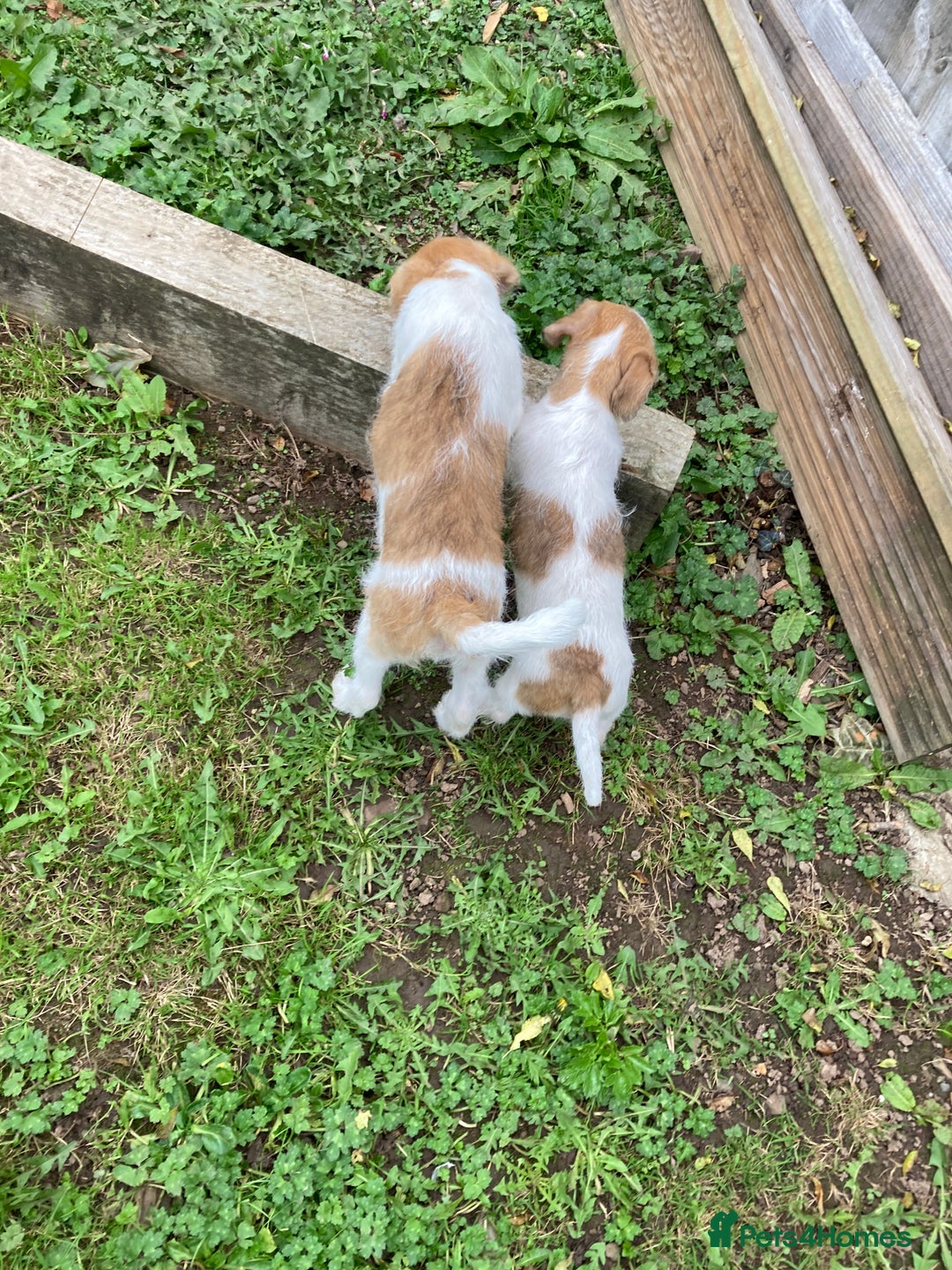 Jackapoo dogs for sale: @@GORGEOUS JACKAPOO PUPPIES@@ - Advert 14