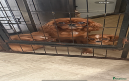 Cavalier King Charles Spaniel dogs for sale: DNA clear cavalier puppies ready now  - Image 5
