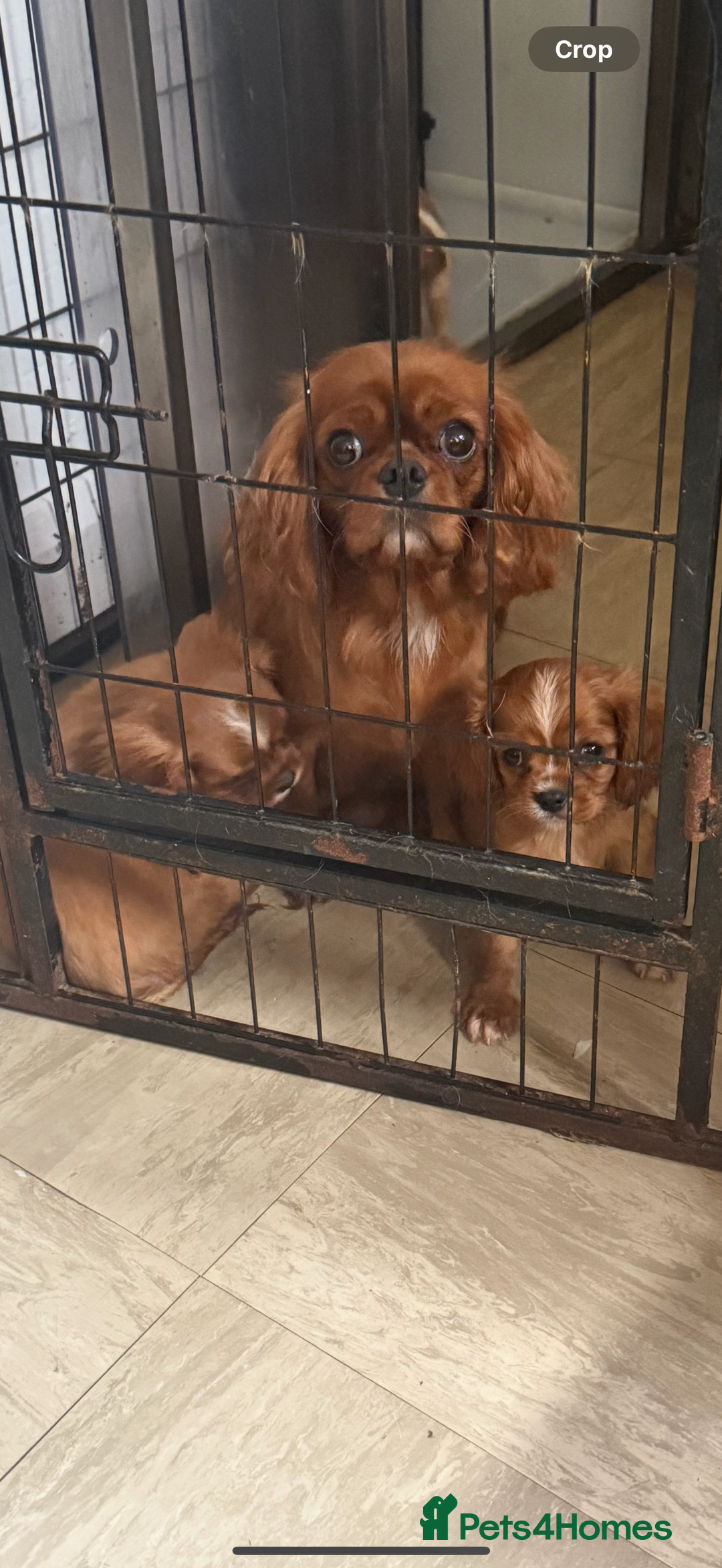 Cavalier King Charles Spaniel dogs for sale: DNA clear cavalier puppies ready now  - Image 5