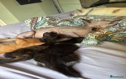 Sphynx cats for sale: Mix kittens of a sphinx mum and white ginger dad  - Image 1