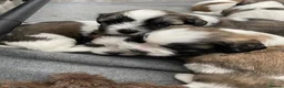 Zuchon dogs for sale: Zuchon puppies for sale in Great Yarmouth - Advert 5