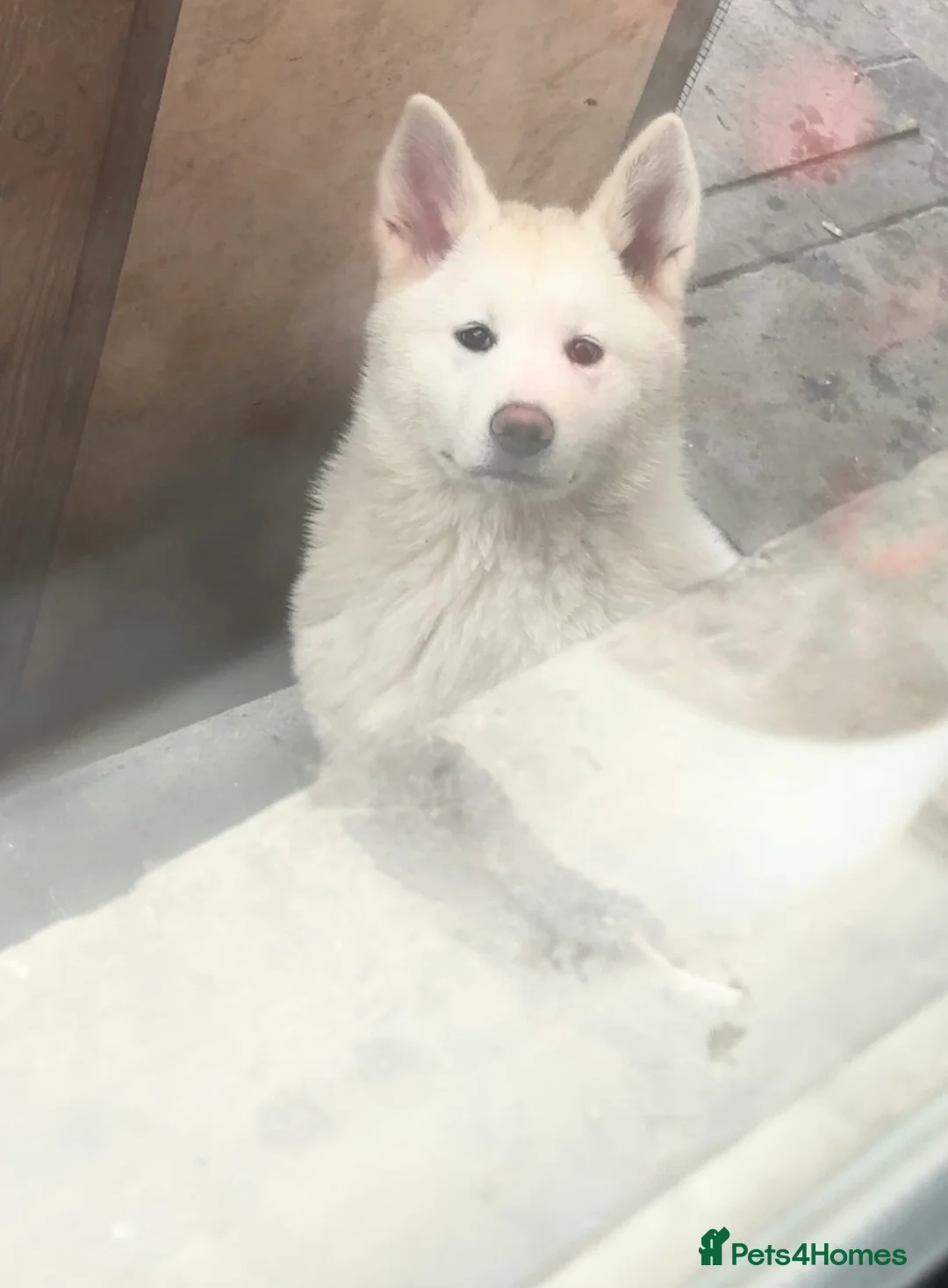 Japanese Akita Inu dogs for sale: Japanese Akita Inu LAST ONE - Advert 1