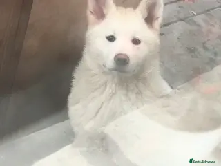 Japanese Akita Inu dogs Japanese Akita Inu - Advert 8