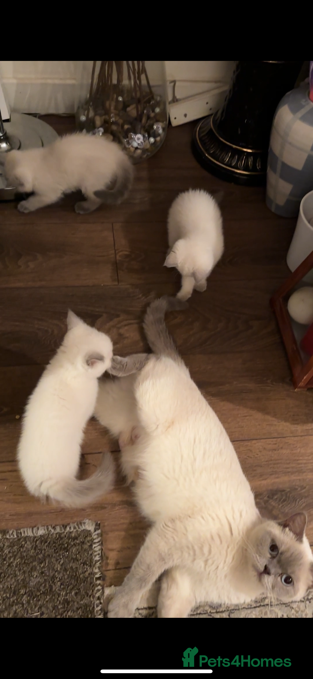 British Shorthair cats for sale: Colourpoint British Shorthair - Image 3