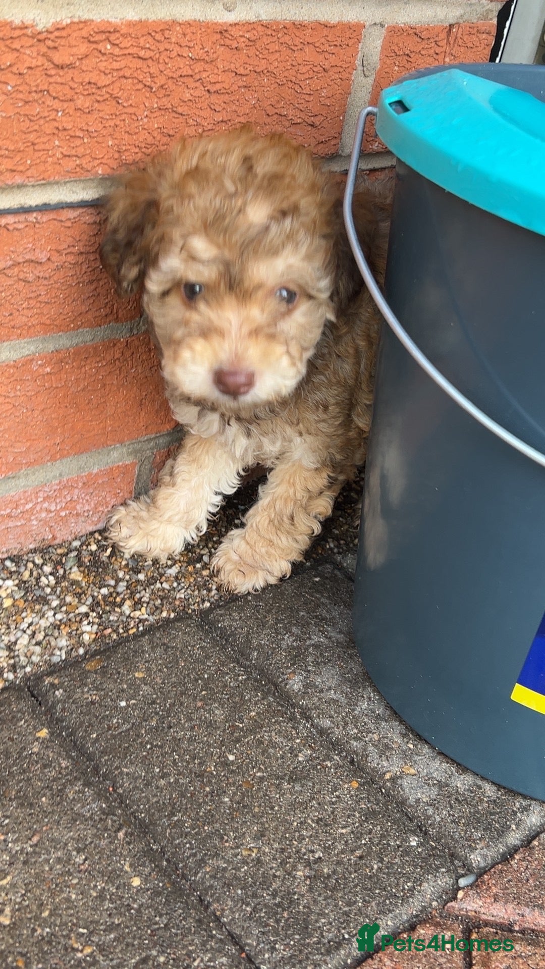 Cockapoo dogs Beautiful cockapoo puppies  ready to leave !  - Advert 3