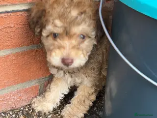 Cockapoo dogs Beautiful cockapoo puppies ready to leave ! - Advert 3