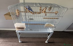 Budgerigars birds for sale: Budgie and cage full set up  - Image 3