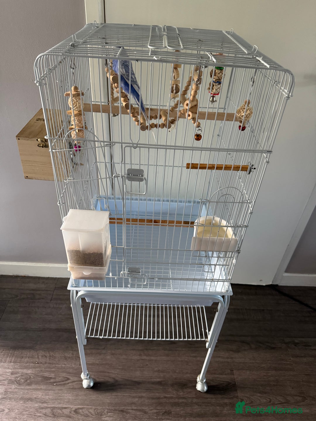 Budgerigars birds for sale: Budgie and cage full set up  - Image 3
